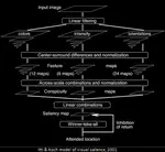 Computational modelling of human saccadic generation